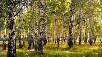 Дерева і чагарники криму - каталог, кримське досьє, півострів скарбів крим