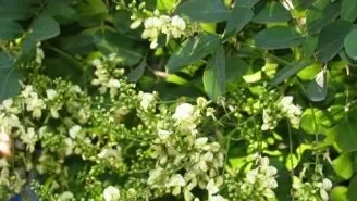 Дерева і чагарники криму - каталог, кримське досьє, півострів скарбів крим