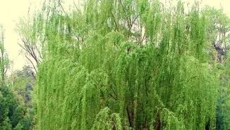 Дерева і чагарники криму - каталог, кримське досьє, півострів скарбів крим