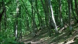 Дерева і чагарники криму - каталог, кримське досьє, півострів скарбів крим