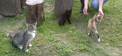 Сільські коти 1