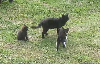 Сільські коти 1