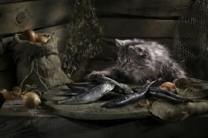 сільські коти