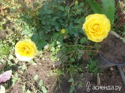 Нічого не вдієш, скоротати час з вами щоденник користувача sveta53230 (усяк різно) Нічого не вдієш, скоротати час з вами щоденник користувача sveta53230