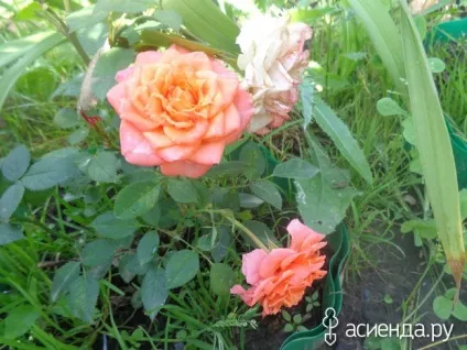 Нічого не вдієш, скоротати час з вами щоденник користувача sveta53230 (усяк різно) Нічого не вдієш, скоротати час з вами щоденник користувача sveta53230