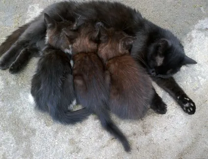 Сільські коти 1
