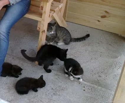 Сільські коти 1