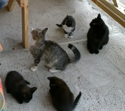Сільські коти 1
