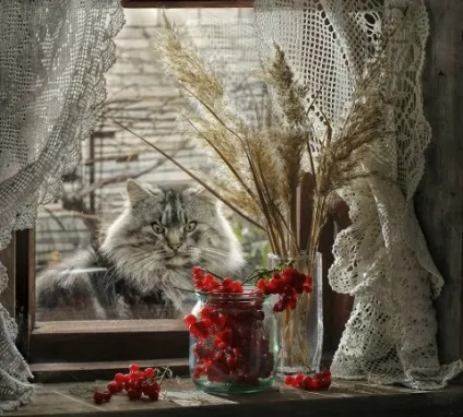 сільські коти