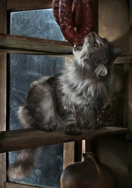 сільські коти