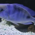 Дискуси види, зміст, годування, фото і відео (дискуси) Дискуси види, зміст, годування, фото і відео