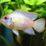 Дискуси види, зміст, годування, фото і відео (аміаку нітратів воді) Дискуси види, зміст, годування, фото і відео