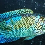 Дискуси види, зміст, годування, фото і відео (Блакитний дискус Symphysodon haraldi) Дискуси види, зміст, годування, фото і відео