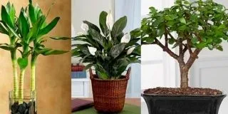 Діхондра - вирощування і догляд в домашніх умовах (домашніх) Діхондра - вирощування і догляд в домашніх умовах