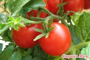 Для помідора купите в аптеці