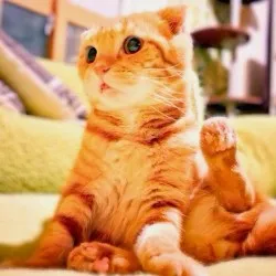 Домашні дресирування кішок - catstock (кошенята) Домашні дресирування кішок - catstock
