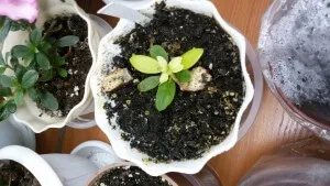 Дощові черв'яки в кімнатних квітах - допоможуть або зашкодять рослині (кімнатних) Дощові черв'яки в кімнатних квітах - допоможуть або зашкодять рослині