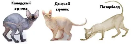 Донський сфінкс - що необхідно знати кожному власникові цієї кішки