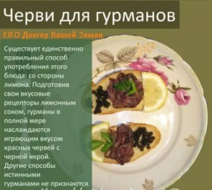 Дощові черв'яки їжа майбутнього Європи і справжнього азії (черви) Дощові черв'яки їжа майбутнього Європи і справжнього азії