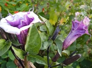 Дурман - лікувальні властивості, застосування і фото трави дурман (дурман) Дурман - лікувальні властивості, застосування і фото трави дурман