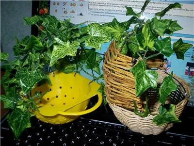 Дуплянки, гнізда, гніздові будиночки для амадин робимо самі - амадини, канарки та інші пернаті на (гнізда) Дуплянки, гнізда, гніздові будиночки для амадин робимо самі - амадини, канарки та інші пернаті на