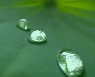 Ефект лотоса, лотос (лотос) Ефект лотоса, лотос