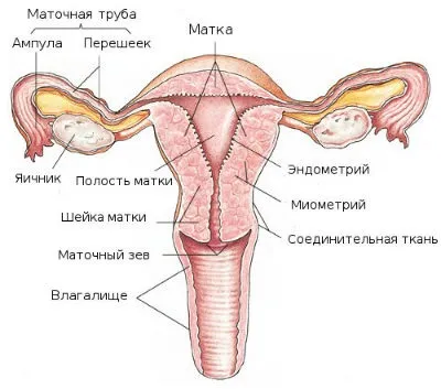 Ерозія шийки матки симптоми і причини (розвитку) Ерозія шийки матки симптоми і причини