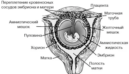 Ембріологія людини - це