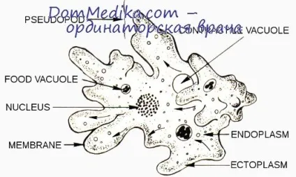 Entamoeba dispar brumpt