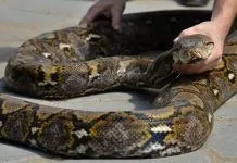 Ця собака застрягла в воротах і зневірилася ...