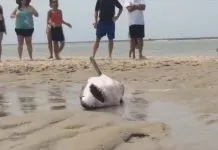 Ця собака застрягла в воротах і зневірилася ...