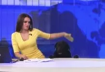 Ця собака застрягла в воротах і зневірилася ...