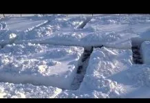 Ця собака застрягла в воротах і зневірилася ...
