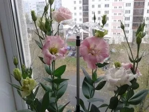 Еустома - вирощування в домашніх умовах (вирощування) Еустома - вирощування в домашніх умовах