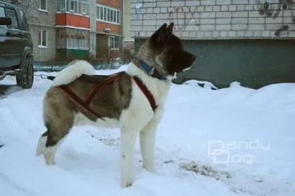 Їздові шлейки на замовлення (їздові) Їздові шлейки на замовлення