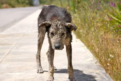 Ця нещасна - скам'яніла - собака ніколи не думала, що її хтось полюбить (собака) Ця нещасна - скам'яніла - собака ніколи не думала, що її хтось полюбить