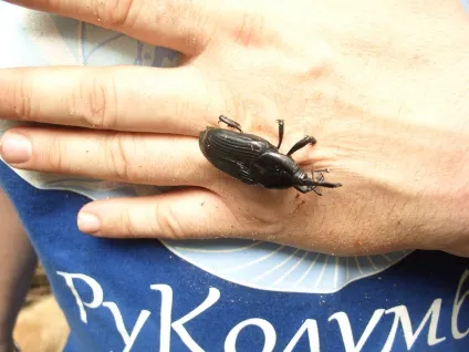 Це страшне слово антропоентомофагія, або що їдять індіанці, цікавий світ подорожі, туризм, (антропоентомофагія) Це страшне слово антропоентомофагія, або що їдять індіанці, цікавий світ подорожі, туризм,