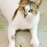 Шестипалі коти Ернеста Хемінгуея (Хемінгуея) Шестипалі коти Ернеста Хемінгуея