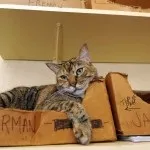 Шестипалі коти Ернеста Хемінгуея (пальців передніх лапах) Шестипалі коти Ернеста Хемінгуея