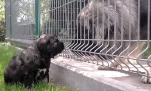 Цуценята кавказької вівчарки, скільки коштує кавказька вівчарка, фото (вівчарки) Цуценята кавказької вівчарки, скільки коштує кавказька вівчарка, фото