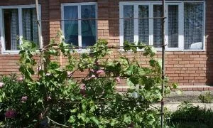 Шпалера для винограду як зробити своїми руками (своїми) Шпалера для винограду як зробити своїми руками