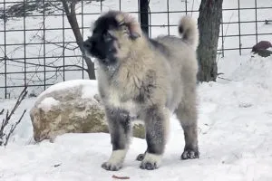 Цуценята кавказької вівчарки, скільки коштує кавказька вівчарка, фото (скільки) Цуценята кавказької вівчарки, скільки коштує кавказька вівчарка, фото