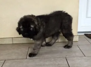 Цуценята кавказької вівчарки, скільки коштує кавказька вівчарка, фото (скільки) Цуценята кавказької вівчарки, скільки коштує кавказька вівчарка, фото