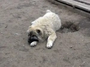 Цуценята кавказької вівчарки, скільки коштує кавказька вівчарка, фото (скільки) Цуценята кавказької вівчарки, скільки коштує кавказька вівчарка, фото