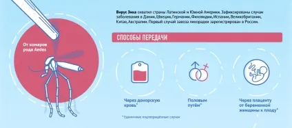 Шість тонких голок - вчені зняли на відео, як комар п'є кров (шість) Шість тонких голок - вчені зняли на відео, як комар п'є кров