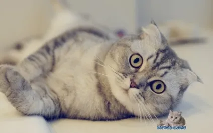 Шотландська висловуха кішка (scottish fold), клуб любителів кішок (кішок) Шотландська висловуха кішка (scottish fold), клуб любителів кішок