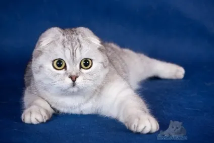 Шотландська висловуха кішка (scottish fold), клуб любителів кішок (породи кішок) Шотландська висловуха кішка (scottish fold), клуб любителів кішок