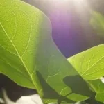 Ферментація і бродіння, відповіді на питання (якого утворюється молочна кислота) Ферментація і бродіння, відповіді на питання