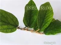 Фікус пуміла - фікус карликовий - догляд та вирощування (ficus pumila White Sunny) Фікус пуміла - фікус карликовий - догляд та вирощування
