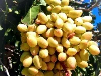 Фісташки де і як ростуть, корисні властивості, користь і шкода, калорійність (корисні властивості) Фісташки де і як ростуть, корисні властивості, користь і шкода, калорійність